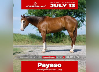 American Quarter Horse, Wallach, 6 Jahre, 152 cm, Rotfuchs