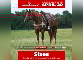 American Quarter Horse, Wallach, 6 Jahre, 152 cm, Rotfuchs