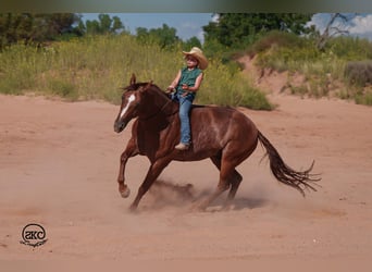 American Quarter Horse, Wallach, 6 Jahre, 152 cm, Rotfuchs