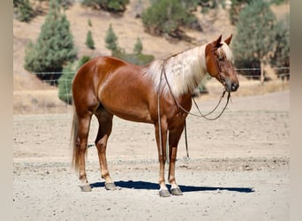 American Quarter Horse, Wallach, 6 Jahre, 152 cm, Rotfuchs