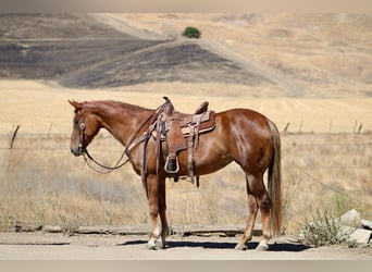 American Quarter Horse, Wallach, 6 Jahre, 152 cm, Rotfuchs