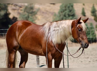 American Quarter Horse, Wallach, 6 Jahre, 152 cm, Rotfuchs