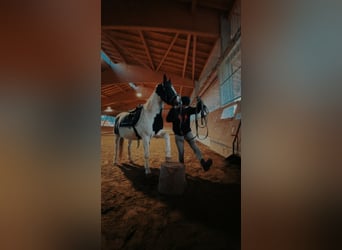 American Quarter Horse Mix, Wallach, 6 Jahre, 152 cm, Schecke