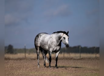 American Quarter Horse, Wallach, 6 Jahre, 152 cm, Schimmel