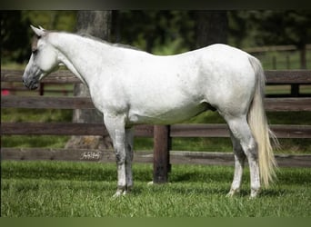 American Quarter Horse, Wallach, 6 Jahre, 152 cm, Schimmel