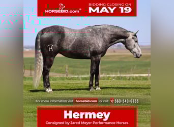 American Quarter Horse, Wallach, 6 Jahre, 152 cm, Schimmel