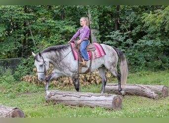 American Quarter Horse, Wallach, 6 Jahre, 152 cm, Schimmel
