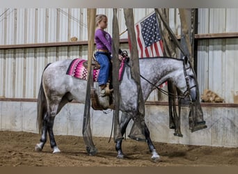 American Quarter Horse, Wallach, 6 Jahre, 152 cm, Schimmel