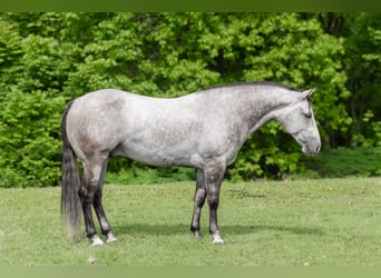 American Quarter Horse, Wallach, 6 Jahre, 152 cm, Schimmel