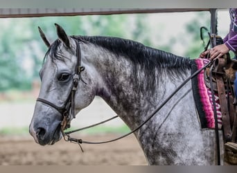 American Quarter Horse, Wallach, 6 Jahre, 152 cm, Schimmel