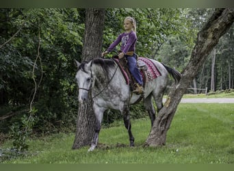 American Quarter Horse, Wallach, 6 Jahre, 152 cm, Schimmel