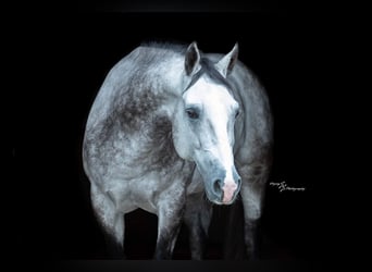 American Quarter Horse, Wallach, 6 Jahre, 152 cm, Schimmel
