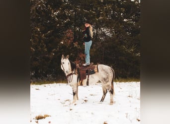 American Quarter Horse, Wallach, 6 Jahre, 152 cm, Schimmel