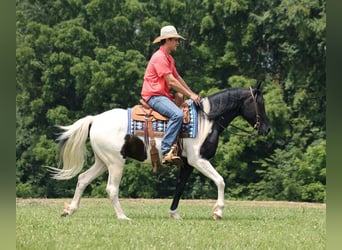 American Quarter Horse, Wallach, 6 Jahre, 152 cm, Tobiano-alle-Farben