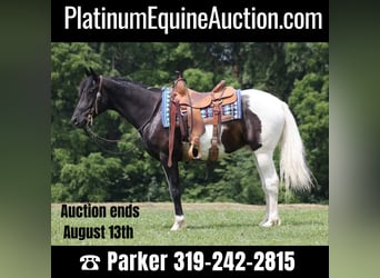 American Quarter Horse, Wallach, 6 Jahre, 152 cm, Tobiano-alle-Farben