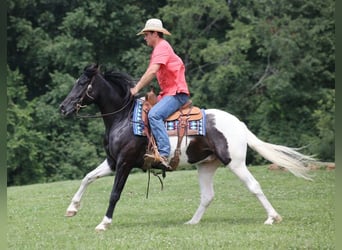 American Quarter Horse, Wallach, 6 Jahre, 152 cm, Tobiano-alle-Farben