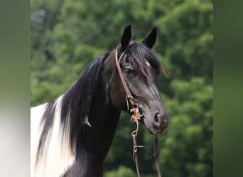 American Quarter Horse, Wallach, 6 Jahre, 152 cm, Tobiano-alle-Farben