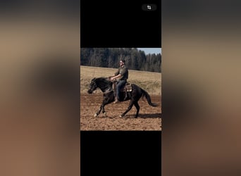 American Quarter Horse, Wallach, 6 Jahre, 153 cm, Rappe