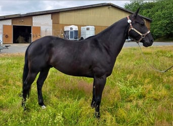 American Quarter Horse, Wallach, 6 Jahre, 153 cm, Rappe