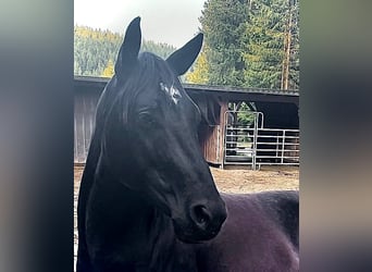 American Quarter Horse, Wallach, 6 Jahre, 153 cm, Rappe