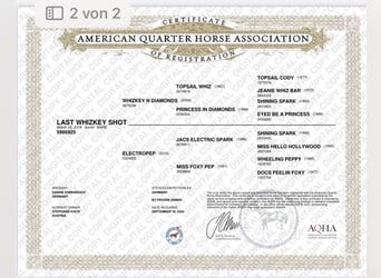 American Quarter Horse, Wallach, 6 Jahre, 154 cm, Fuchs