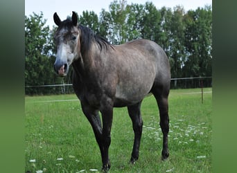 American Quarter Horse, Wallach, 6 Jahre, 154 cm, Rappschimmel