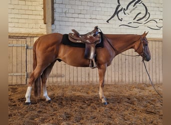 American Quarter Horse, Wallach, 6 Jahre, 154 cm, Rotfuchs