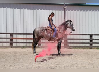 American Quarter Horse, Wallach, 6 Jahre, 155 cm, Apfelschimmel