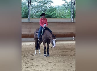 American Quarter Horse, Wallach, 6 Jahre, 155 cm, Brauner