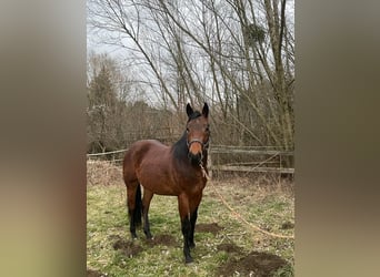 American Quarter Horse, Wallach, 6 Jahre, 155 cm, Brauner