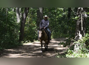 American Quarter Horse, Wallach, 6 Jahre, 155 cm, Buckskin