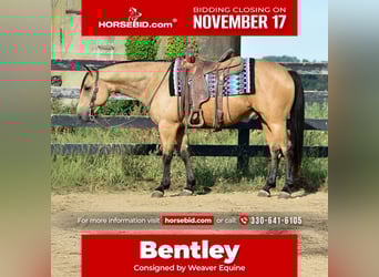 American Quarter Horse, Wallach, 6 Jahre, 155 cm, Buckskin