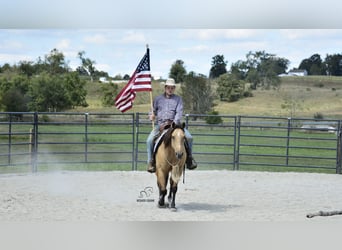 American Quarter Horse, Wallach, 6 Jahre, 155 cm, Buckskin