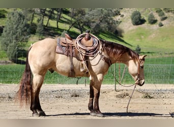 American Quarter Horse, Wallach, 6 Jahre, 155 cm, Buckskin