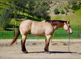 American Quarter Horse, Wallach, 6 Jahre, 155 cm, Buckskin