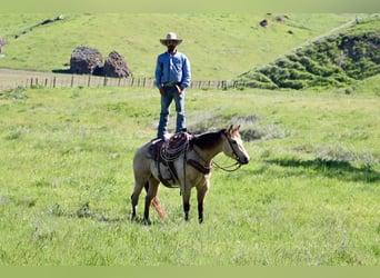 American Quarter Horse, Wallach, 6 Jahre, 155 cm, Buckskin