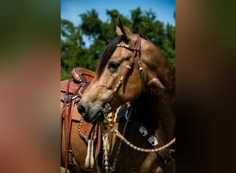 American Quarter Horse, Wallach, 6 Jahre, 155 cm, Buckskin