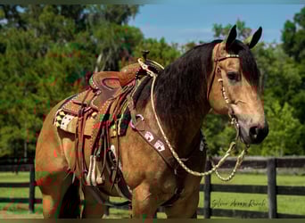American Quarter Horse, Wallach, 6 Jahre, 155 cm, Buckskin