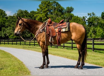 American Quarter Horse, Wallach, 6 Jahre, 155 cm, Buckskin