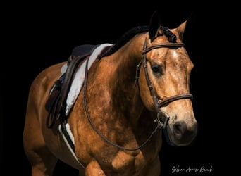 American Quarter Horse, Wallach, 6 Jahre, 155 cm, Buckskin