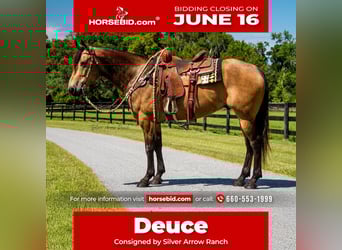 American Quarter Horse, Wallach, 6 Jahre, 155 cm, Buckskin