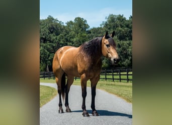 American Quarter Horse, Wallach, 6 Jahre, 155 cm, Buckskin