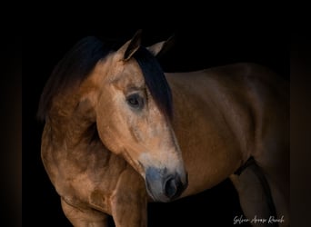 American Quarter Horse, Wallach, 6 Jahre, 155 cm, Buckskin