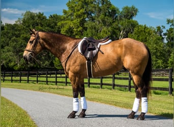 American Quarter Horse, Wallach, 6 Jahre, 155 cm, Buckskin