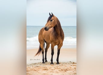 American Quarter Horse, Wallach, 6 Jahre, 155 cm, Buckskin