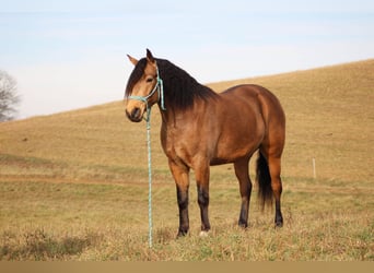 American Quarter Horse Mix, Wallach, 6 Jahre, 155 cm, Buckskin
