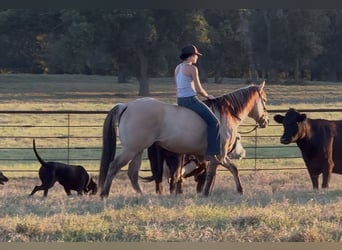 American Quarter Horse, Wallach, 6 Jahre, 155 cm, Buckskin