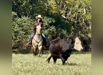 American Quarter Horse, Wallach, 6 Jahre, 155 cm, Buckskin