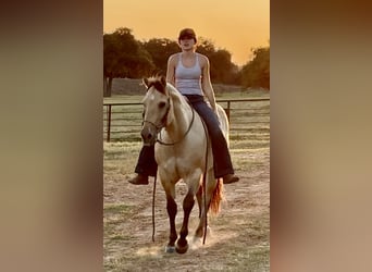 American Quarter Horse, Wallach, 6 Jahre, 155 cm, Buckskin