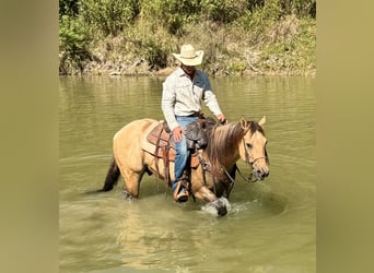 American Quarter Horse, Wallach, 6 Jahre, 155 cm, Buckskin